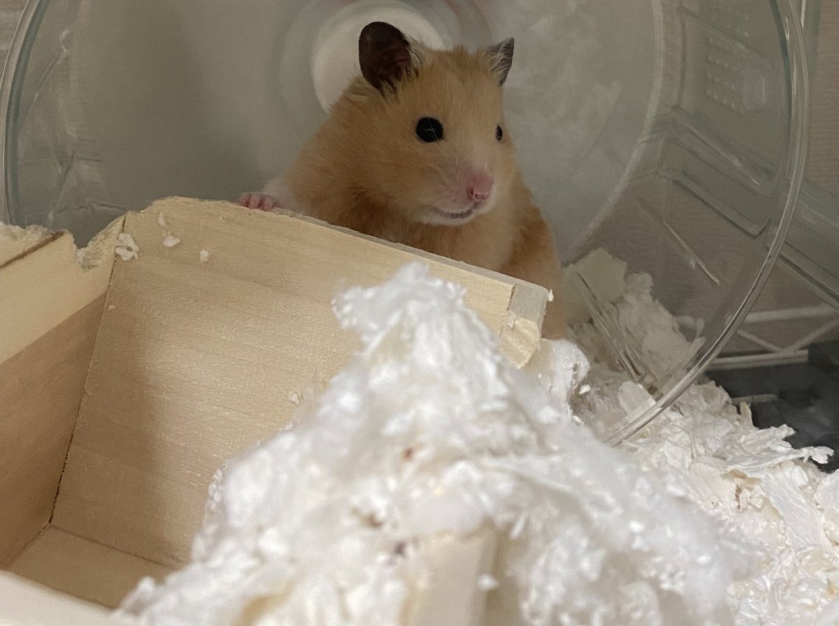 pisuke_hamu's tweet photo. ハウスひっくり返してやったマン
 #キンクマ  #ハムスター https://t.co/xY3Q9BekFS