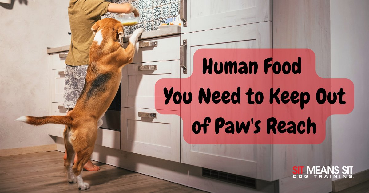 DogTraining_MI's tweet photo. Human Food You Need to Keep Out of Paw's Reach | https://t.co/NbE82kAUAk https://t.co/Mv05L2msAN