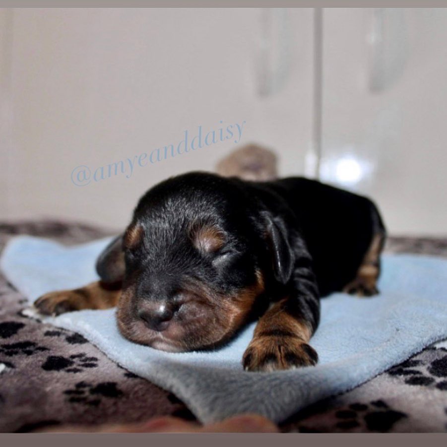 It’s our birthday 🎂🥳 

Well technically it’s tomorrow but there is a special post going up tomorrow! Swipe to see use at 1 day old! 🥺📸

In these photos:
Harley - cocker x - boarding 
Rafferty - cocker x - boarding 

Terrible photo but the hats weren’t cooperating 😂🙈