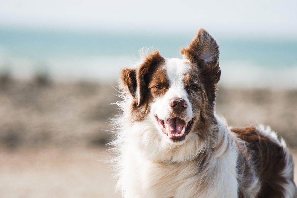 Did you know we’re dog friendly? 🐶 

We have a special bed &amp; breakfast package for you and your pooch from £99.

See what's included here bit.ly/3nmV6yu

Call 0800 005 2244 to book