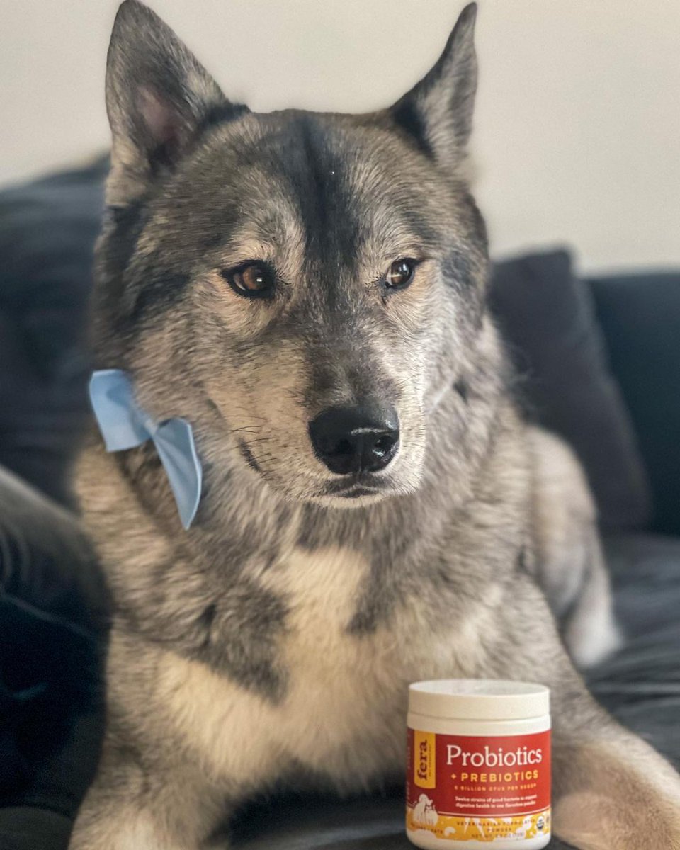 FeraPetOrganics's tweet image. Ranger &amp;amp; Eva love Fera Probiotics+ Prebiotics! Ranger will eat anything off the ground and Eva has a very sensitive stomach. Probiotics help strengthen their gut bacteria flora while keeping the bad stuff away.

#fluffypack #ruffpost #barkpost #ferapetorganics