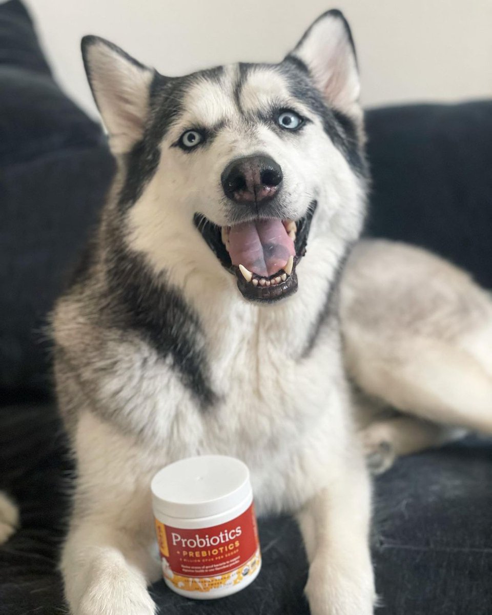 FeraPetOrganics's tweet image. Ranger &amp;amp; Eva love Fera Probiotics+ Prebiotics! Ranger will eat anything off the ground and Eva has a very sensitive stomach. Probiotics help strengthen their gut bacteria flora while keeping the bad stuff away.

#fluffypack #ruffpost #barkpost #ferapetorganics