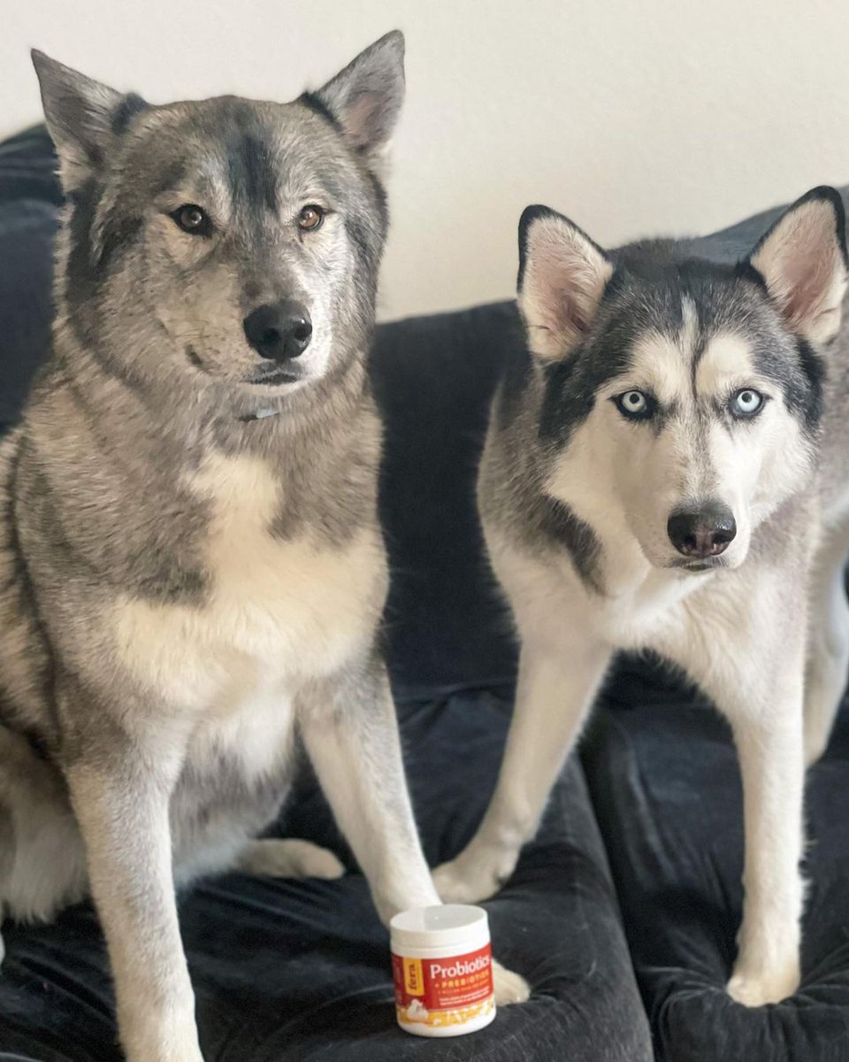FeraPetOrganics's tweet image. Ranger &amp;amp; Eva love Fera Probiotics+ Prebiotics! Ranger will eat anything off the ground and Eva has a very sensitive stomach. Probiotics help strengthen their gut bacteria flora while keeping the bad stuff away.

#fluffypack #ruffpost #barkpost #ferapetorganics