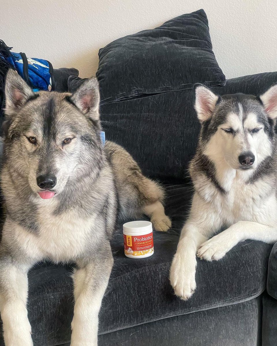 FeraPetOrganics's tweet image. Ranger &amp;amp; Eva love Fera Probiotics+ Prebiotics! Ranger will eat anything off the ground and Eva has a very sensitive stomach. Probiotics help strengthen their gut bacteria flora while keeping the bad stuff away.

#fluffypack #ruffpost #barkpost #ferapetorganics