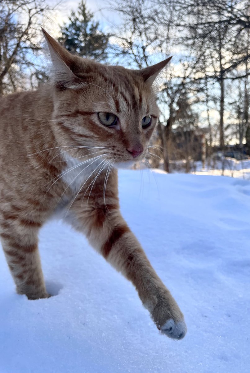 Ca11MeAramis's tweet photo. By the way.
Let me introduce you my inspiration
and sometimes the model 😁🧡
#CatsOfTwitter #catism #naturelover https://t.co/trnAHyvtA0