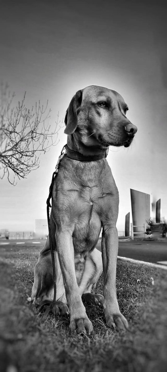 Wagtail_Courses's tweet photo. Bailey and Mac, body detection dogs in Northern France.
#bordersecurity #wagtailuk #spocker #lab #detectiondogs #snifferdogs https://t.co/WilMt1QJ6X