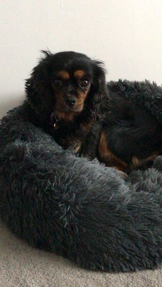 This dog has bolted from her collar at Shifnal train station and headed towards Telford this morning. Very timid and vulnerable named Scout. Please keep an eye out in fields or gardens around Shifnal and train line. Please RT and message if any sightings #shifnal #lostdog
