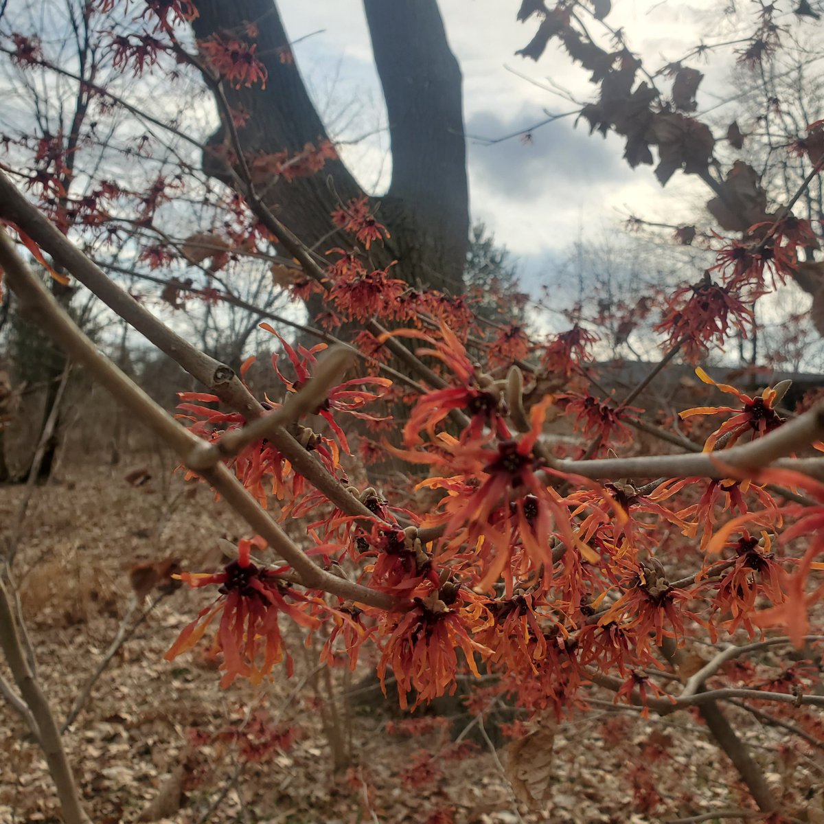 LynaSaid's tweet photo. @nycbotanist Is this a red Maple flower? https://t.co/NZXLMOh8j8
