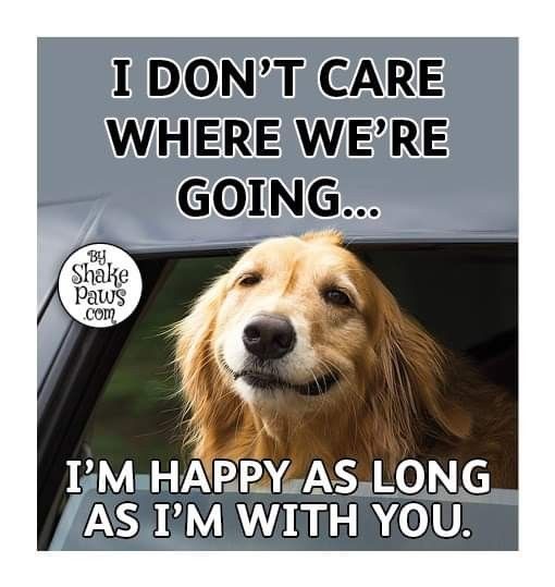 ShadowDogDesign's tweet photo. I don't care where we're going . . . I'm #happy as long as I'm with you.

#Dogs #Dog #BestFriend #DogsAreLove #HappyWithYou https://t.co/JranLPVNKa
