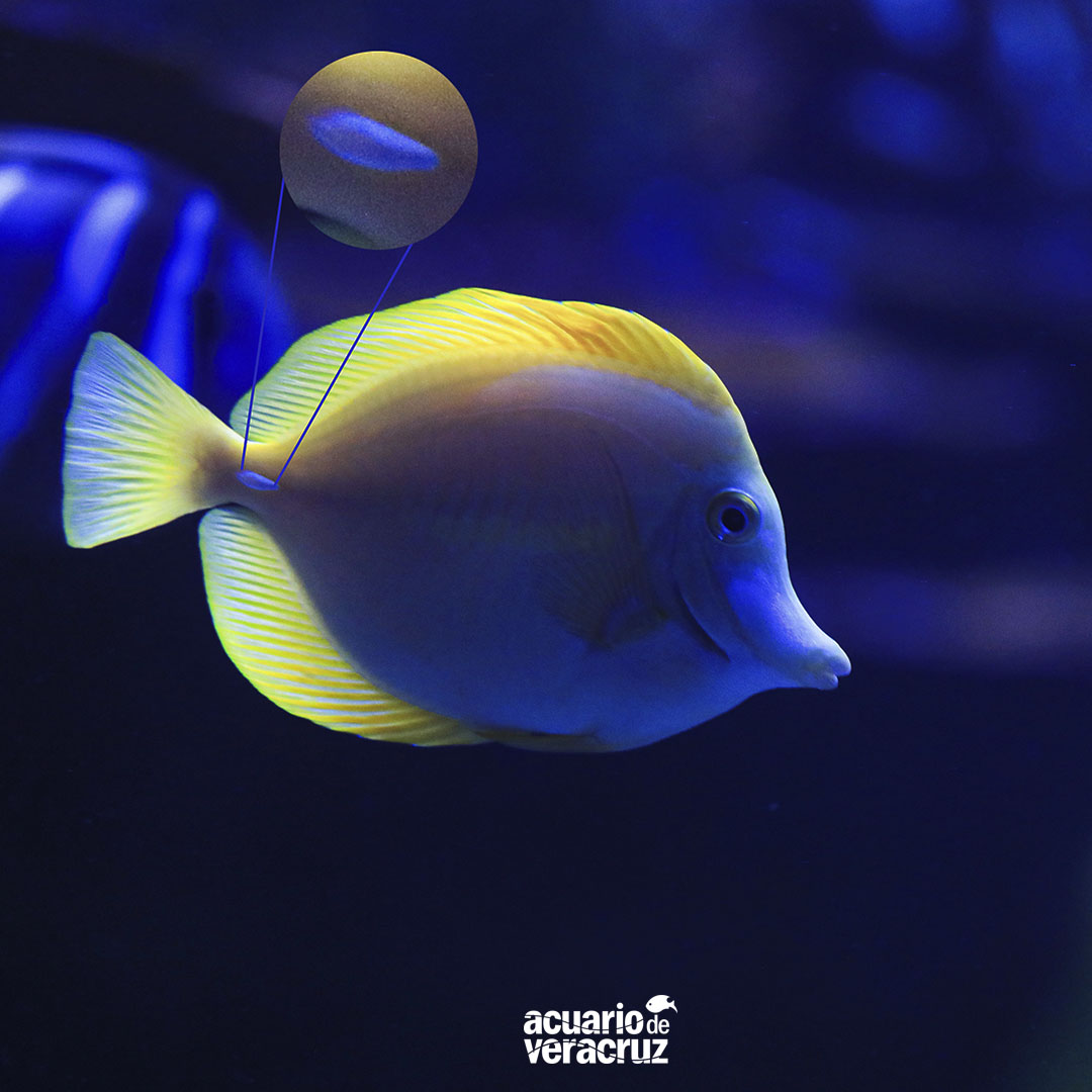 ¡EXCELENTE INICIO DE SEMANA!
Cirujano amarillo (𝘡𝘦𝘣𝘳𝘢𝘴𝘰𝘮𝘢 𝘧𝘭𝘢𝘷𝘦𝘴𝘤𝘦𝘯𝘴) 
Presenta espinas afiladas en el pedúnculo caudal, tan filosas como un bisturí...🧐Habita zonas ricas en coral👏🐟
"EXHIBIMOS PARA EDUCAR...
INVESTIGAMOS PARA CONSERVAR".