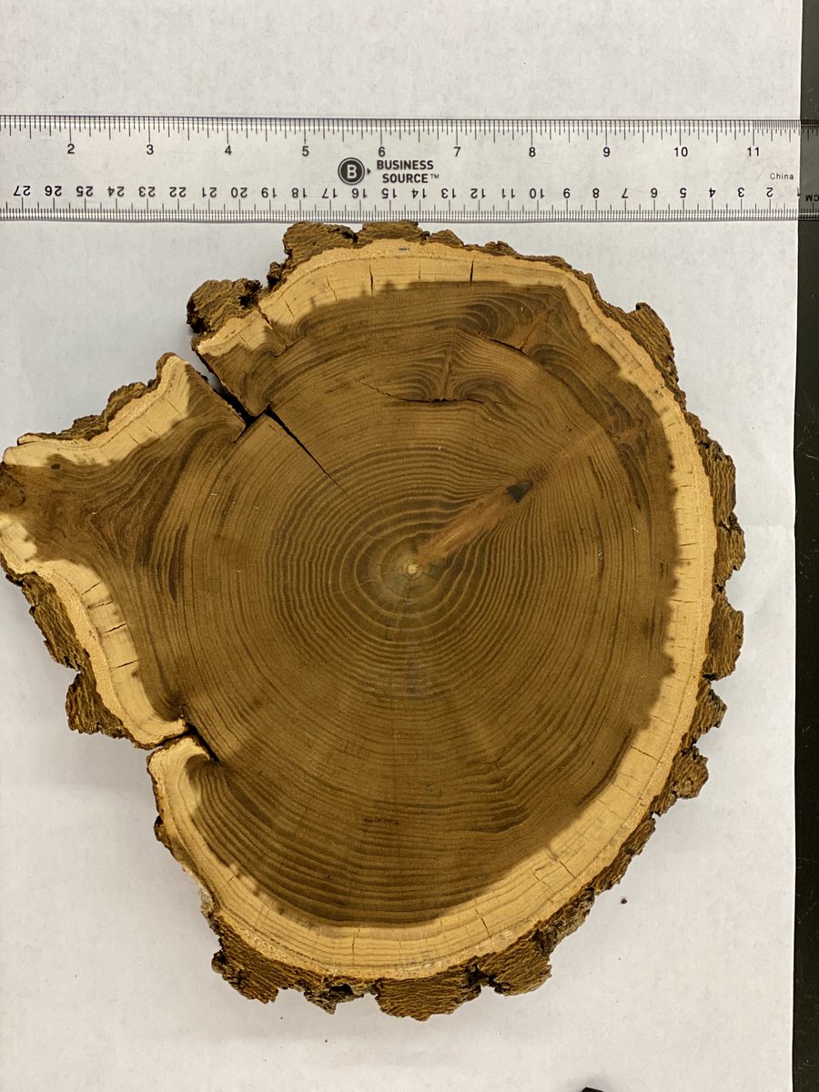 geoenv_nova's tweet photo. How old am I? MSE2501 "Our Warming Planet" #students investigate paleoclimate patterns of dendroclimatology. More than age, this #treecookie has #treestories to tell regarding past temperature and precipitation! #climate #trees #labwork https://t.co/9ceoqNvpH6