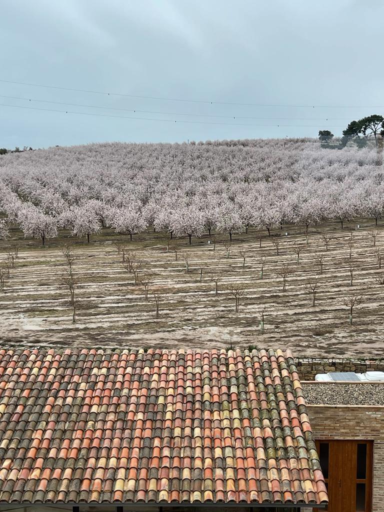 alemany1879's tweet photo. El passat dissabte, 12 de març, 📅 vam dur a terme un maridatge de mels Alemany i fruits secs, amb motiu de la Diada de la Floració 🌸 al #MasDeColom de la casa @Borges_es. 

Una jornada molt gratificant,🤝 moltes gràcies per convidar-nos, va ser un dolç plaer.🍯 #UniversAlemany https://t.co/UFSyHu11PA