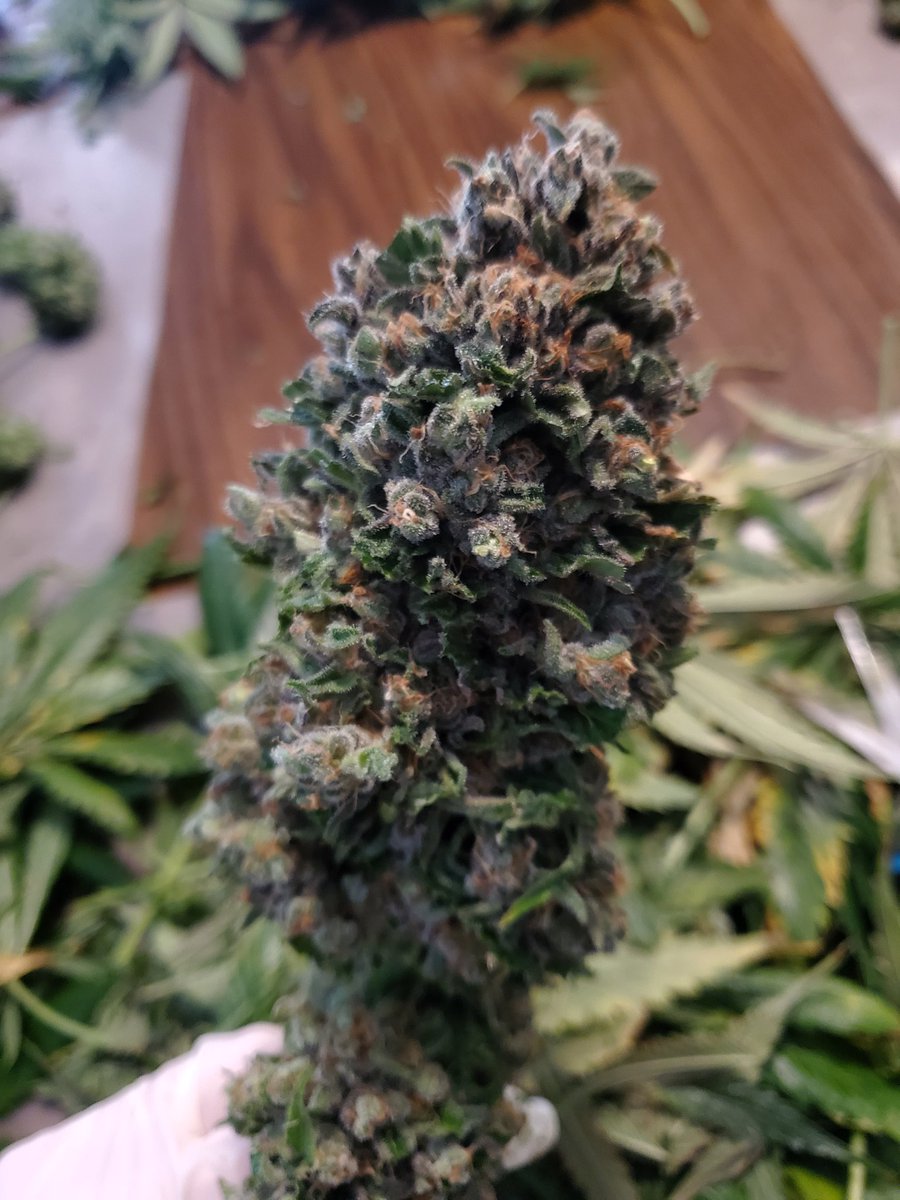 KushQueenPoker's tweet image. #sourqueen
#gotweed