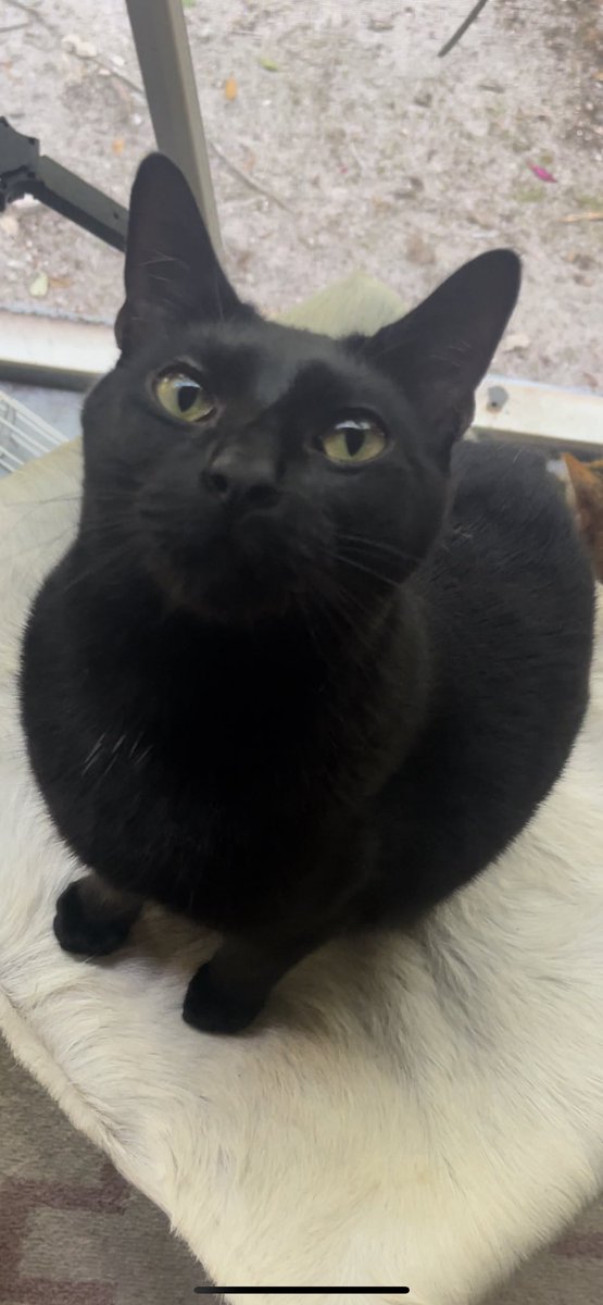 hotsaucecowgirl's tweet photo. my beautiful little kitty escaped last night. she was last seen at 11pm last night in Delray Beach at Citation Club on Military Trail. she is super scared. if you are in the area and see her, please DM &amp; I can come to safely bring her back home. I am sick to my stomach :/ pls RT https://t.co/LDDnbGktqY