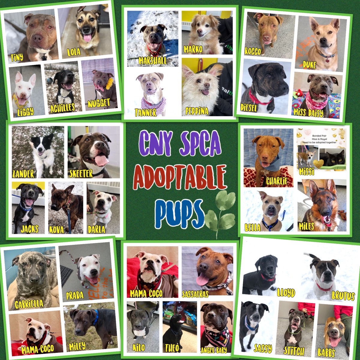 CNY_SPCA's tweet photo. Good afternoon from our #AdoptablePups! They are sending you terrific #MondayVibes! Wishing you a great week! We have so many beautiful pups waiting for their #foreverhomes, email frontdesk1@cnyspca.org to meet them!
#shelterdog #rescueadog #adoptdontshop #adopt #dog #adoptme https://t.co/VuIsxBR0y3