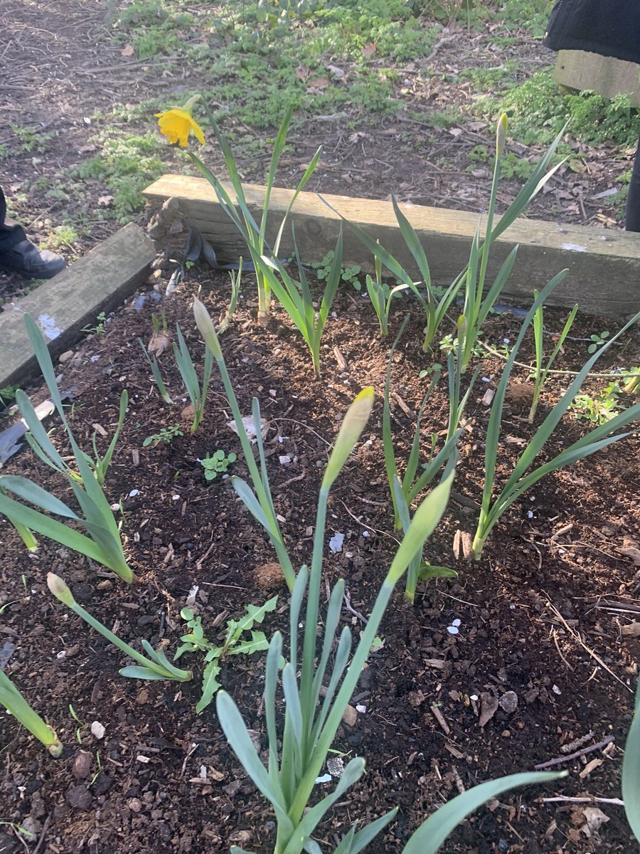 Lovely gardening club today planting herb seeds in our new rainbow pots! 🌈 And Spring is finally here, our daffodil bulbs we planted back in October are revealing themselves 🌼🌼 #gardening #herbs #littlegrowers 

<a href="/MonteneyPrimary/">News</a> @RHSSchools