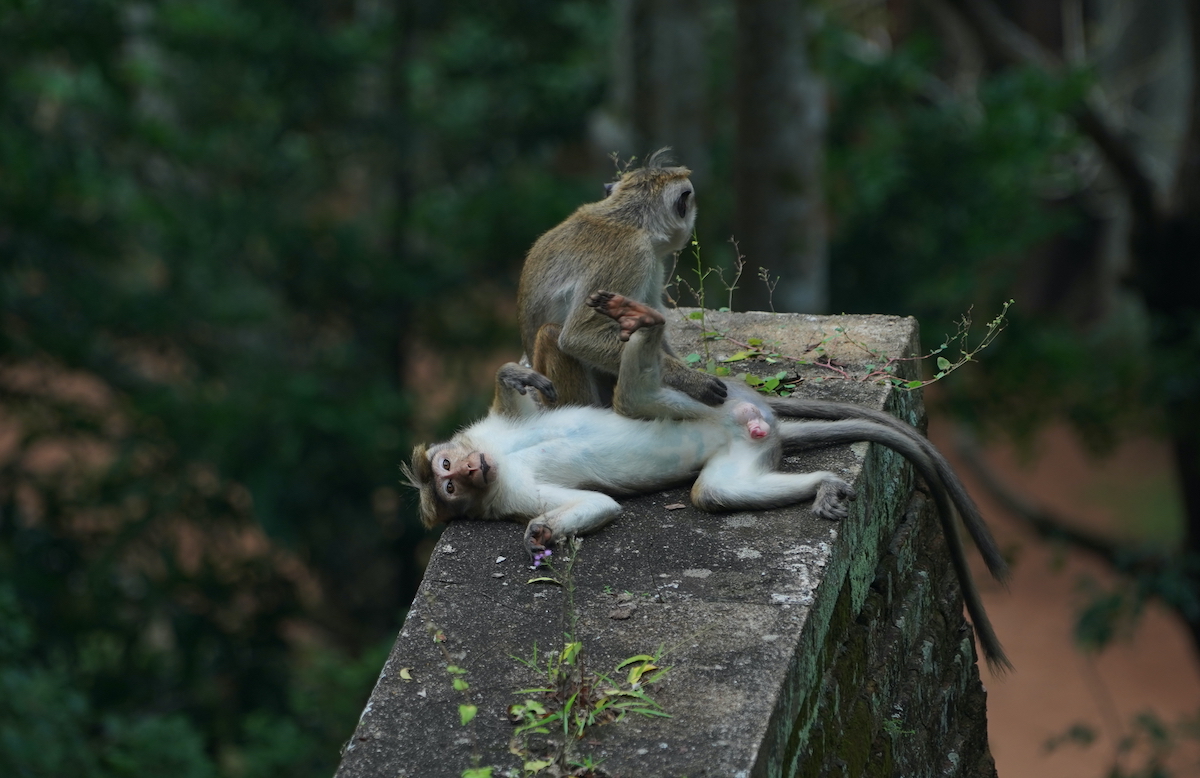 MikesRoadTrip's tweet photo. The Sigiriya Rock Fortress in the heart of #SriLanka is the most popular attraction in the country. This is really a remarkable place that dates back to the 3rd century BC. If you'd to see this amazing place, here is a video: https://t.co/v0BFINubTy

#sosrilanka https://t.co/PFYqhdWfnb