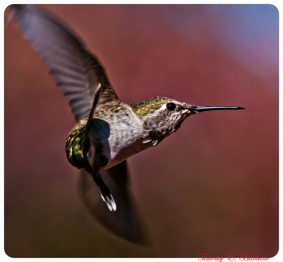 A hummingbird's brain makes up a whopping 4.2 percent of its weight; , which is the largest of all birds. By comparison, our brains are 2 percent of our body weight 😲🖖🏼