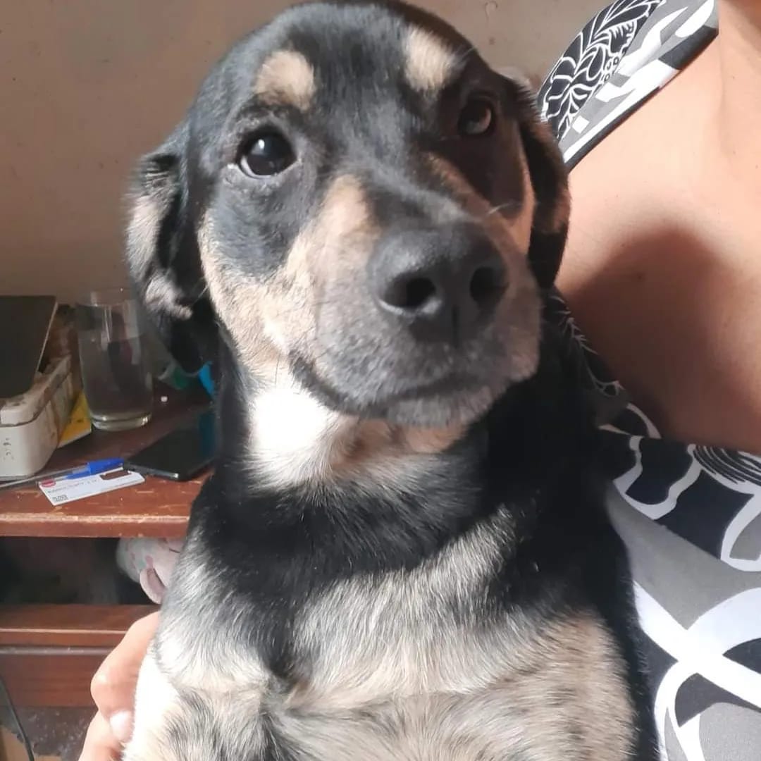 Becky_Chile's tweet photo. RODOLFITO está perdido EN ñuñoa hace dos semamas,  4 AÑOS,  CHIPEADO,  SIN CORREA,  PATITAS JASPEADAS, OJITOS DE MAPACHE, 17 KILOS,   CASTRADO Y TÍMIDO. SI ALGUIEN LO VE,  LE RUEGO QUE LO RETENGA,  AGUÁCHENLO CON UNA VIENESA O CON UN PANCITO CON  PATÉ  NRO DE LA DUEÑA.977053737 https://t.co/2FVIejvIWo