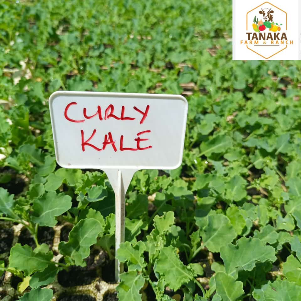 We are propagating a new batch of CURLY KALE (Variety is Vedura)
Absolutely beautiful veggie, can be cooked like rape, consumed raw as a salad, dried into mufushwa, dried pound into kale powder, made into kale chips or added into a green juice or smoothie 

Versatile vegetable!