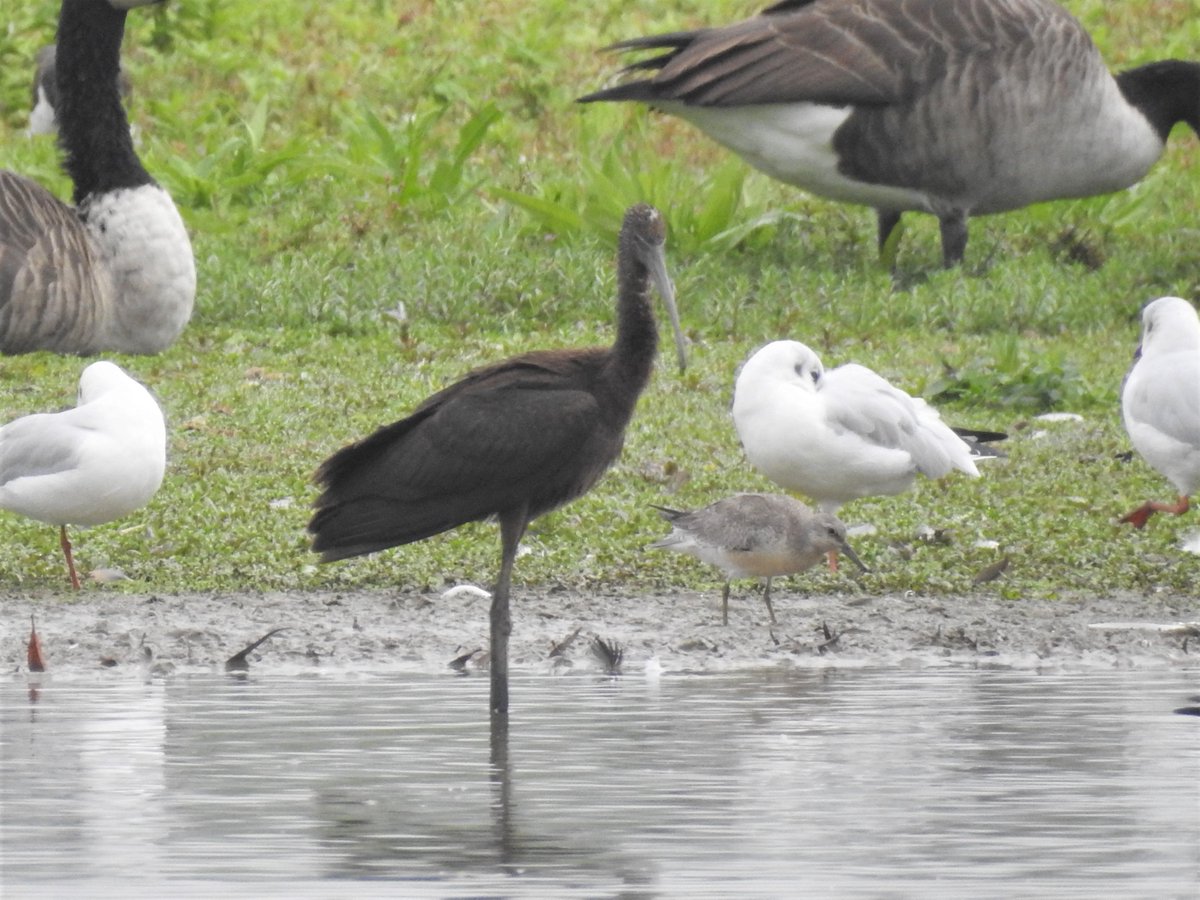 Adamdbassett's tweet photo. Just reviewing some photos from last year. Don't think I've shared this one before - the morning you twitch #patchsilver when a Knot is found and #patchgold Glossy Ibis flies in and lands right next to it! 9th Sept 2021 at #LMGP https://t.co/ezFxrGLUfY