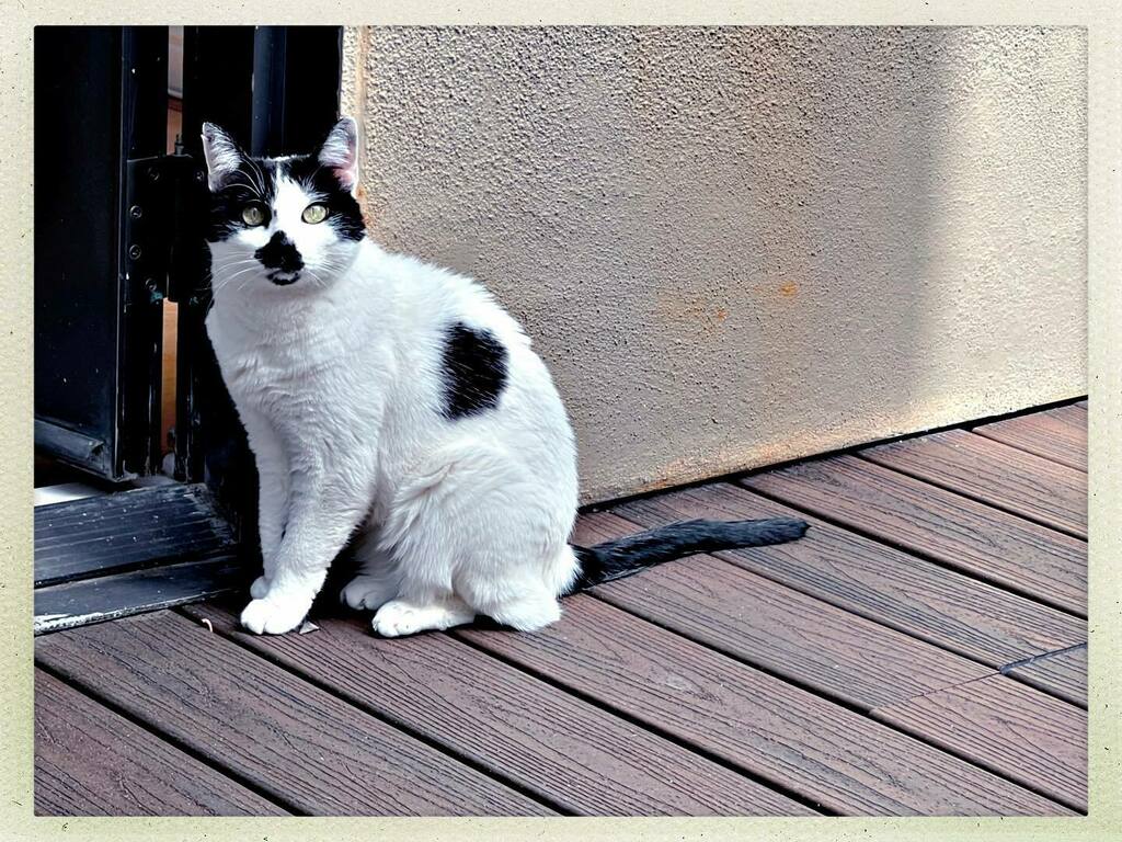 catsynth's tweet photo. Sam Sam 😻💕 #catsofinstagram #Hipstamatic #BuzzMK1 #Inas1982 #catsoftwitter https://t.co/SG1xTNPQPr https://t.co/lEZpKC847e