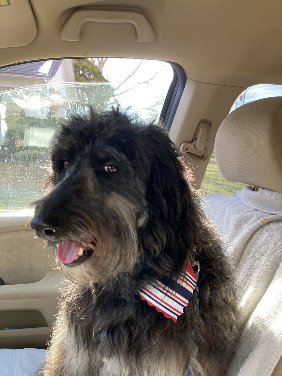 heatherdgilbert's tweet photo. Pic of my freshly groomed #Borderdoodle Agatha to brighten your day #dogsoftwitter #Doodles https://t.co/Jqv59YYyNb