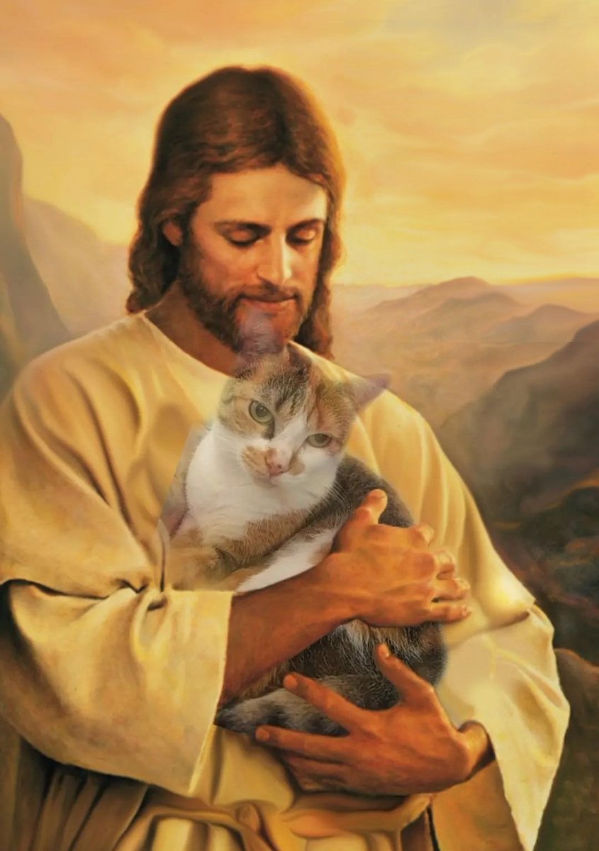 Ser dono de gato muda muita coisa na vida de uma pessoa medrosa
Escuta barulhos de madrugada: ah ok é o gato
Algo caindo e quebrando: com certeza foi o gato
Correntes arrastando seguido de gemidos: sem duvidas é o gato