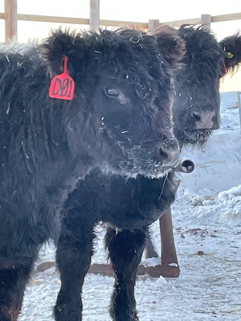 Rasmussen_Norm's tweet photo. Sometimes I make threats to my cattle… some days I follow through. Dinner For One,  like my kids just realized today dad means business lol #yodersmoker #farmlife #beltedgalloway https://t.co/kTS2jkAJ1P