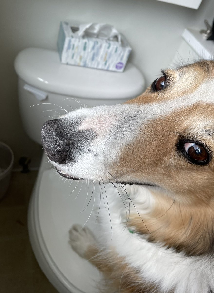 WilmaBenton19's tweet photo. This weekend Mom tried to fix a plumbing issue (again) but had to call a plumber. No plumbers could come this week! So I watched YouTube and - problem solved! The Snoopervisor to the rescue! 
#snoopervisor #MsFixIt 
#WeMakeAGreatTeam https://t.co/57Syr7RN8q