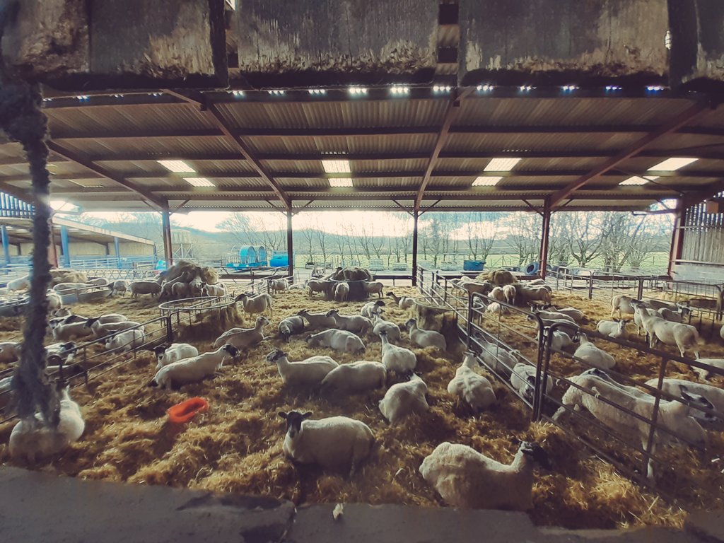 jesscollins87's tweet photo. Definitely a few less. Nearly half way! #lambing2022 #comeonewe https://t.co/nZB9ZXMusA