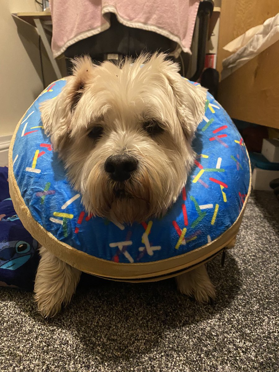 First saw these dog doughnuts on <a href="/BBCDragonsDen/">BBC Dragons' Den</a> 
Thankyou so much <a href="/Dirtylittlepaw/">Dirtylittlepaws247</a> you’ve made another doggo happy!