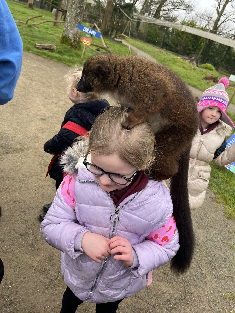 CymerPrimary's tweet photo. We had the best day at @ManorWildlife! We met a Zoo Keeper, and found out how to look after the Sumatran tigersπ
. We loved getting close to the animals. #CAPRecY1 #pawsclawsandwhiskers #animalantics https://t.co/1owpnajVux