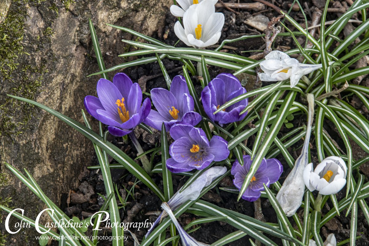 colcas57's tweet photo. Got out for the first time in a year &amp; took some photos in Carshalton, Surrey.

3 days post cataract surgery, here's some photos I took 

Memorial Gardens
Greyhound Hotel, Memorial &amp; Honeywood Museum
Festival Walk 
Honeywood Museum

@GreyhoundH  @HoneywoodMuseum  #carshalton https://t.co/K16CBLIxTg