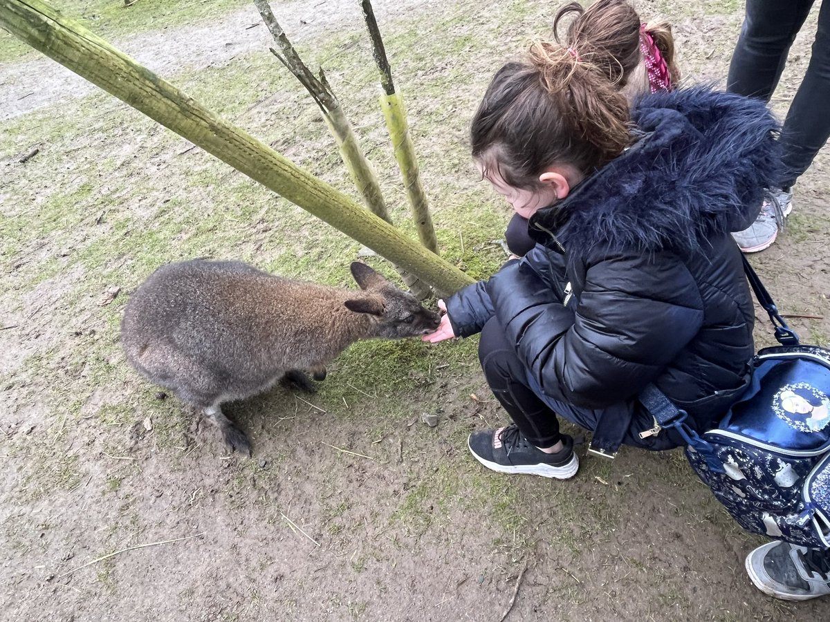 CymerPrimary's tweet photo. One of our favourite experiences was the Wallaby Walkthrough @ManorWildlife. π¦ ππΌ #CAPRecY1 #pawsclawsandwhiskers #animalantics https://t.co/uOPoVyllKX