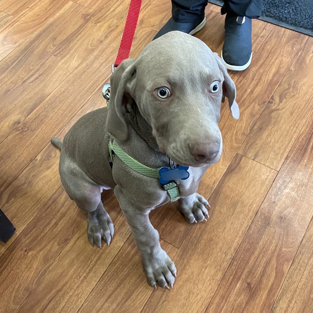LuckyDogKS's tweet photo. Our longtime client got brother and sister Weimaraners, and we have been eagerly anticipating a visit. Today was Hansel’s turn to say hello and soon we will meet sister, Gretel. #weimaranerpuppy #weimaraner #DogsofLFK #lawrenceks #LuckyDogKs https://t.co/3MdbHkpLR6