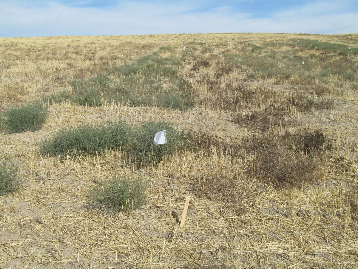 WSUSmallGrains's tweet image. Is it 2022 or the 1990s? With glyphosate prices skyrocketing, it&apos;s hard to tell. In our latest #TimelyTopic, advice is given on how to handle the rising glyphosate prices and limited availability. Check it out at the link below 👇🌾 #GoCougs #WSU
smallgrains.wsu.edu/in-days-of-yor…