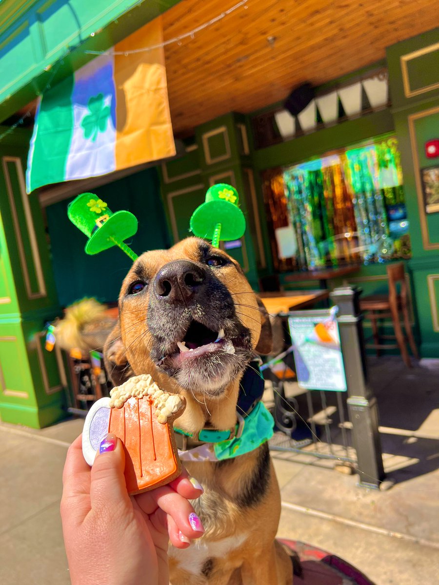 urbanbirddogs's tweet photo. We are READY for St Pattys Day. R u? #northsidedog #domainatx #austindog #dogsofaustin #StPatrickDay https://t.co/ZR3tNr2x0U