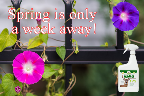 BobbexProducts's tweet photo. #spring #bobbex #flowers #SpringIsComing https://t.co/Sxnzsh8oOX