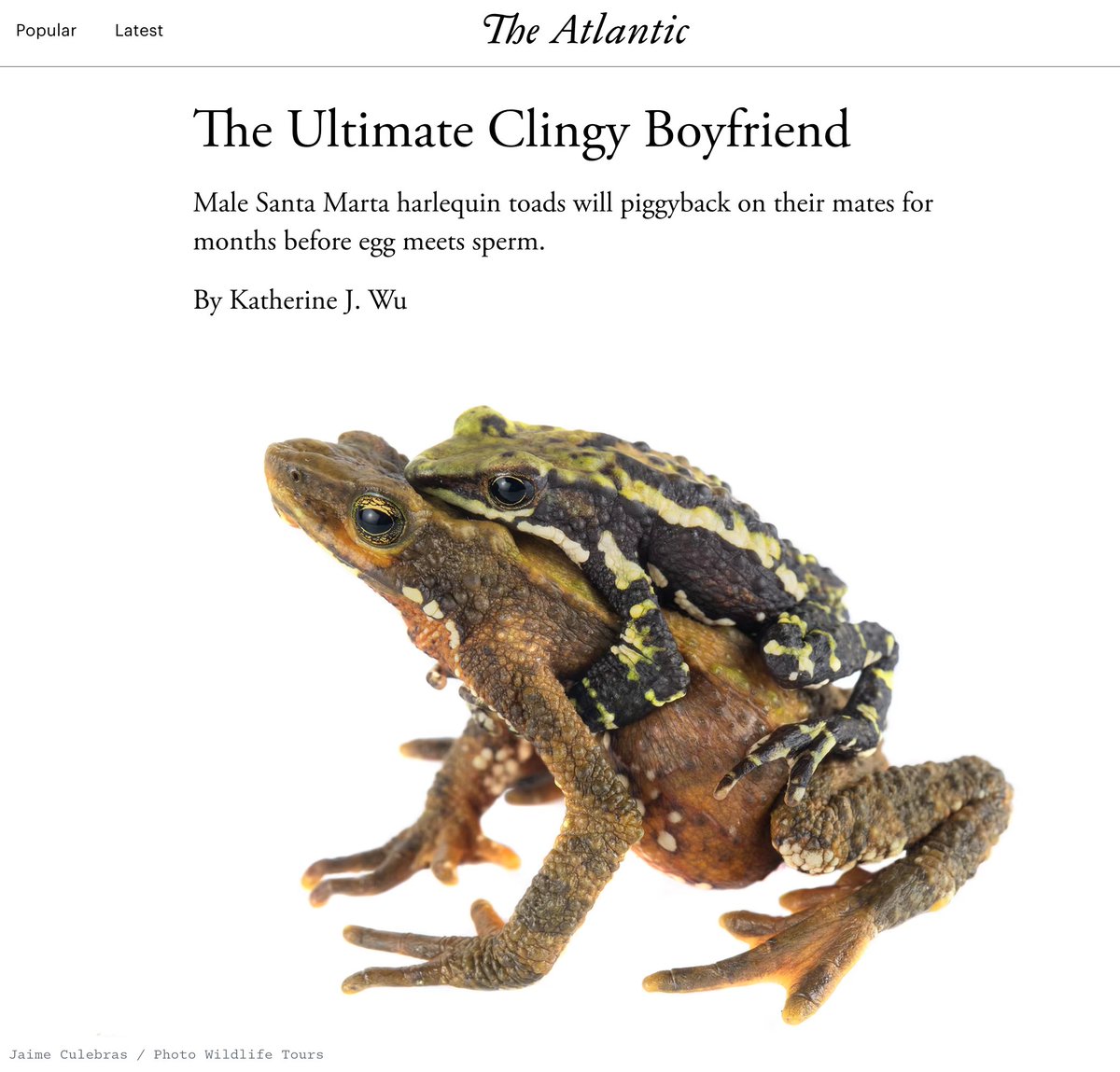 Ever had a 'clingy' boyfriend? This one climbs on your back and stays there for up to 5 months! 🐸

Read <a href="/KatherineJWu/">Katherine J. Wu, Ph.D.</a> 's fun article in <a href="/TheAtlantic/">The Atlantic</a> 👇🏽
theatlantic.com/science/archiv…

on research by <a href="/herpetobeto/">Beto Rueda, PhD.</a> &amp;l in <a href="/AnimBehSociety/">Animal Behavior Society</a> sciencedirect.com/science/articl…

<a href="/CrawLab/">Crawford Lab</a> 📸 <a href="/Jaime_Culebras/">Jaime Culebras</a>