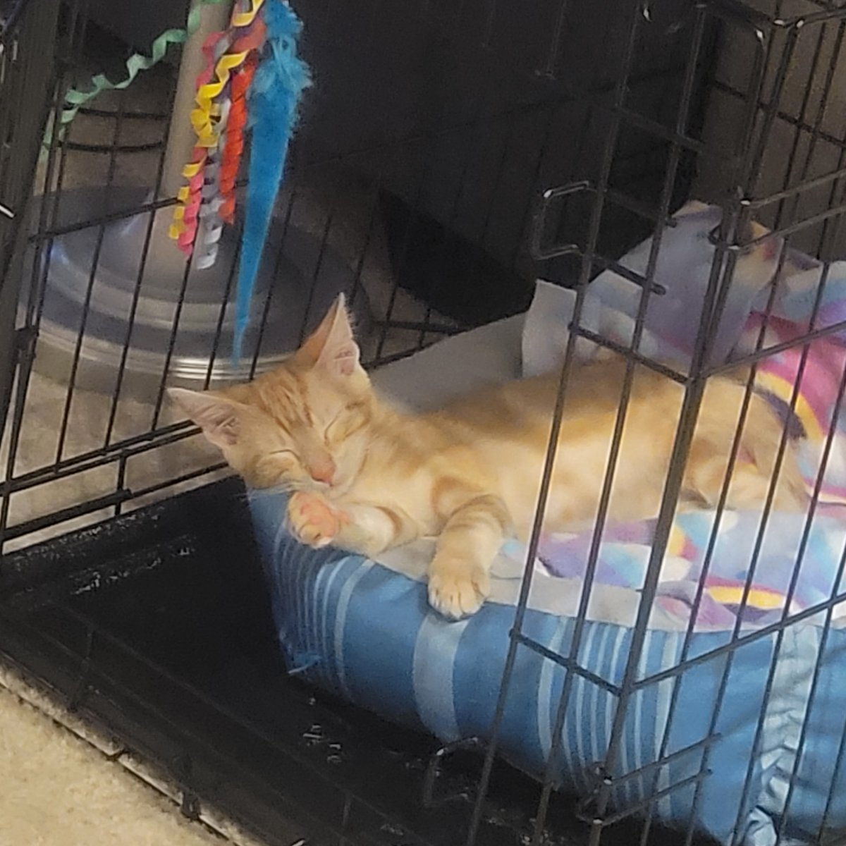 midogtest's tweet photo. Nothing like taking a nice long nap after a hard day of work. Your pets diffidently love taking naps, so why not join them. #nappingday #sleepingpets. #midog #midogtest #vetinary #vet #vettechlife #vetdiagnostics #veterinarymedicine #microbiomehealth #pethealth #petdiagnostics https://t.co/4staMyUMBn