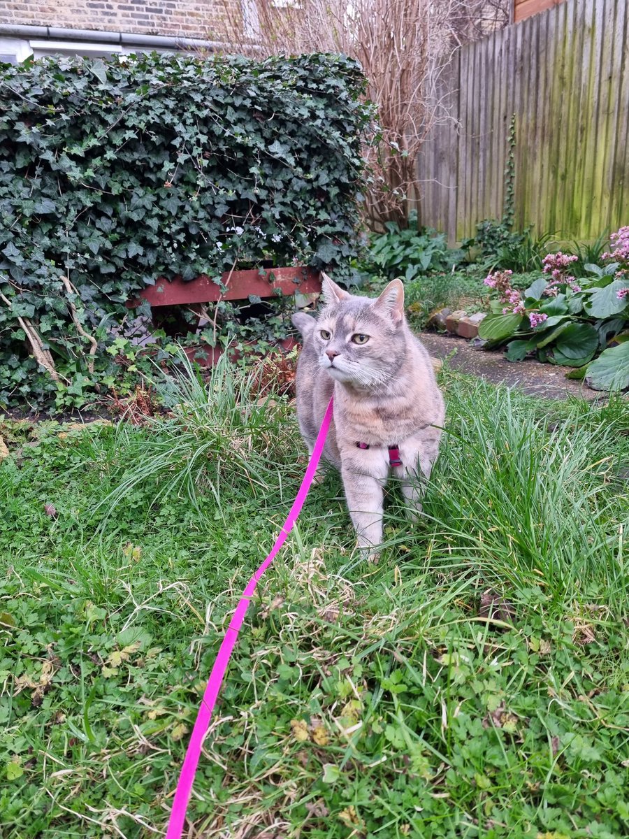 ScaredyCatCW's tweet photo. I'm doing a bit of early evening shed #catadmin 🌆😺 It's Bella's last day with us, she's moving into her new home with her mum tonight 💕 #Cat #CatsOfTwitter #Scaredy #March2022 https://t.co/brfIRiuZUX