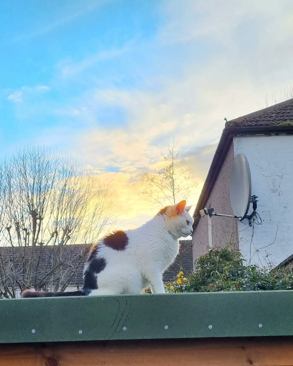 ScaredyCatCW's tweet photo. I'm doing a bit of early evening shed #catadmin 🌆😺 It's Bella's last day with us, she's moving into her new home with her mum tonight 💕 #Cat #CatsOfTwitter #Scaredy #March2022 https://t.co/brfIRiuZUX
