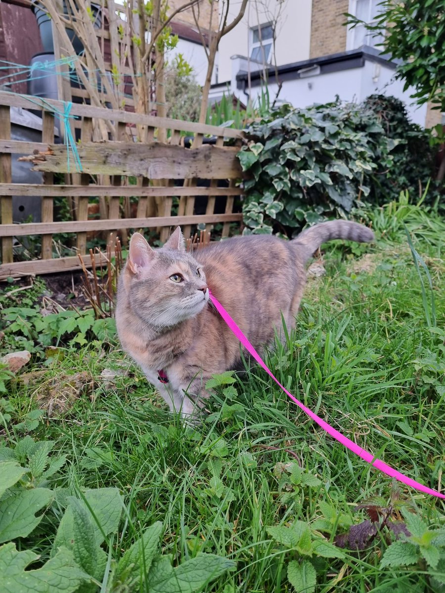 ScaredyCatCW's tweet photo. I'm doing a bit of early evening shed #catadmin 🌆😺 It's Bella's last day with us, she's moving into her new home with her mum tonight 💕 #Cat #CatsOfTwitter #Scaredy #March2022 https://t.co/brfIRiuZUX