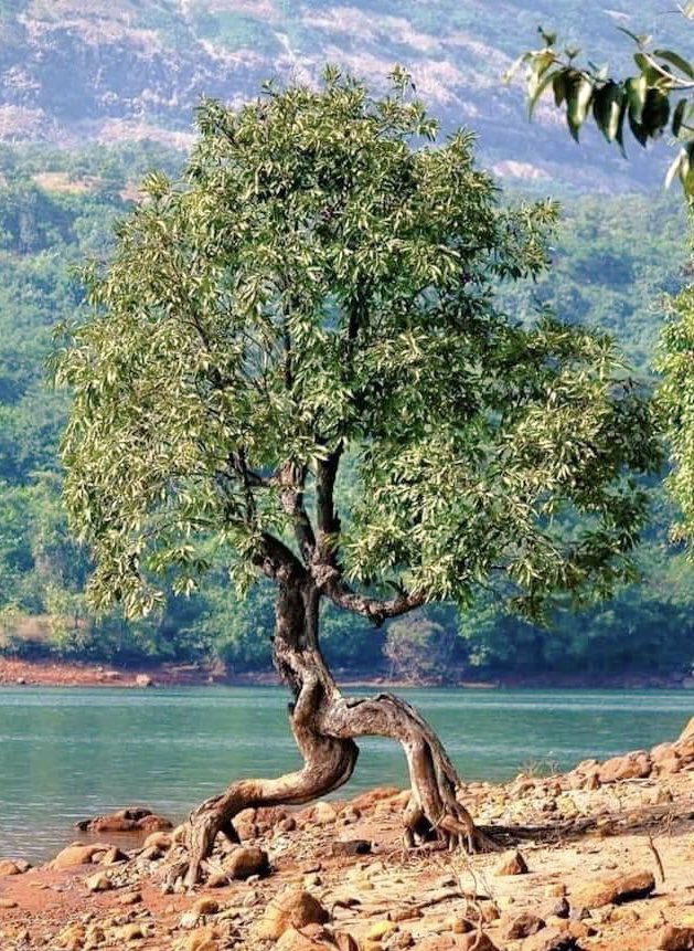 Acaba kimden kaçıyor ?…