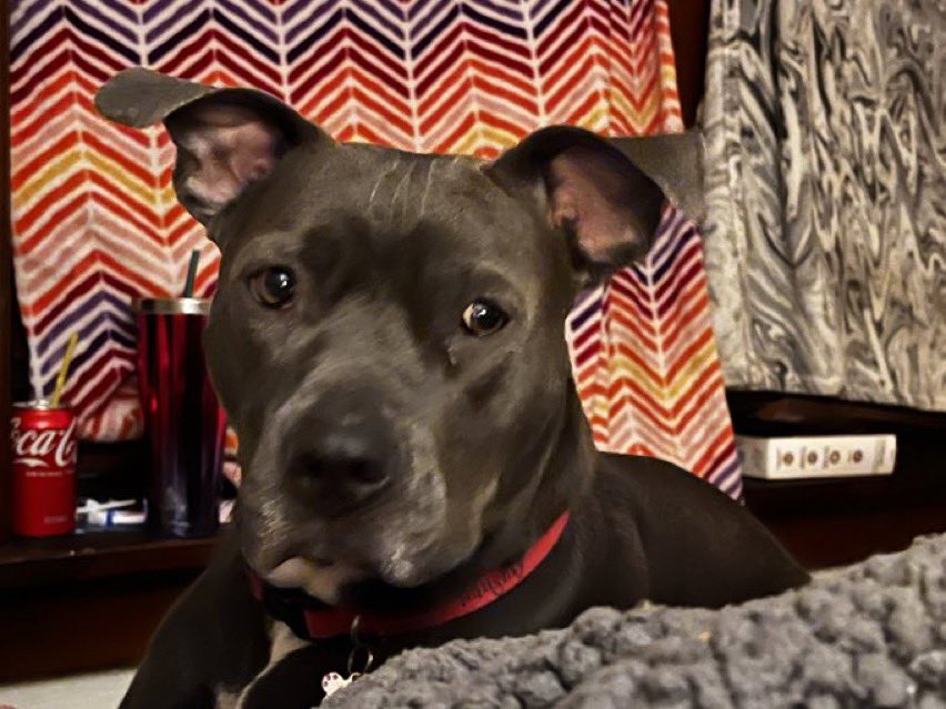 MrStevenSteeele's tweet photo. I played this for my dog and this is the look she gave me. https://t.co/In9PEqkiAz