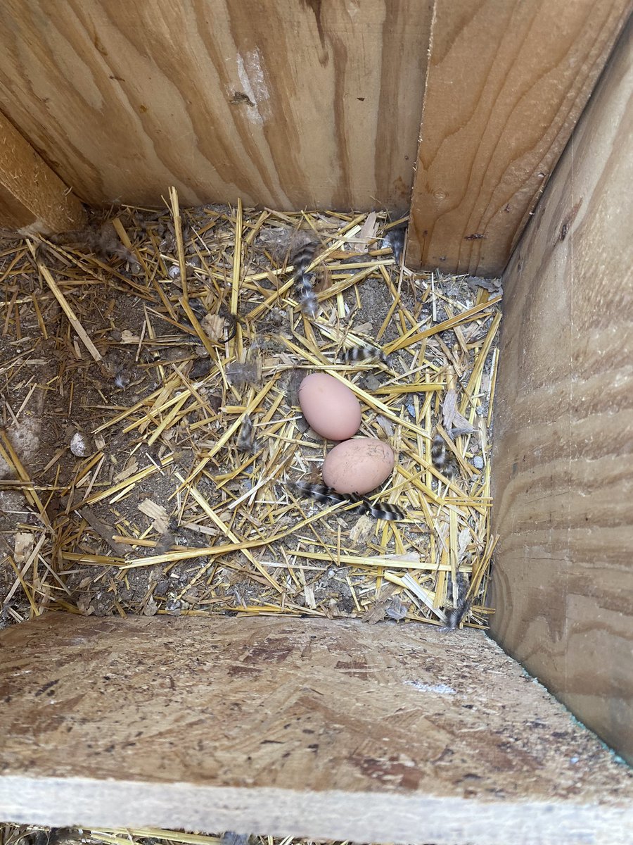 MrsAmandaDavis2's tweet photo. I went to check our school chickens today and we had two EGGS!!!!!! How egg-citing!!!! 🥚 ❤️💛 #weare409 @AtchisonPublic @AtchisonMS409 https://t.co/DGJo7KYGNh