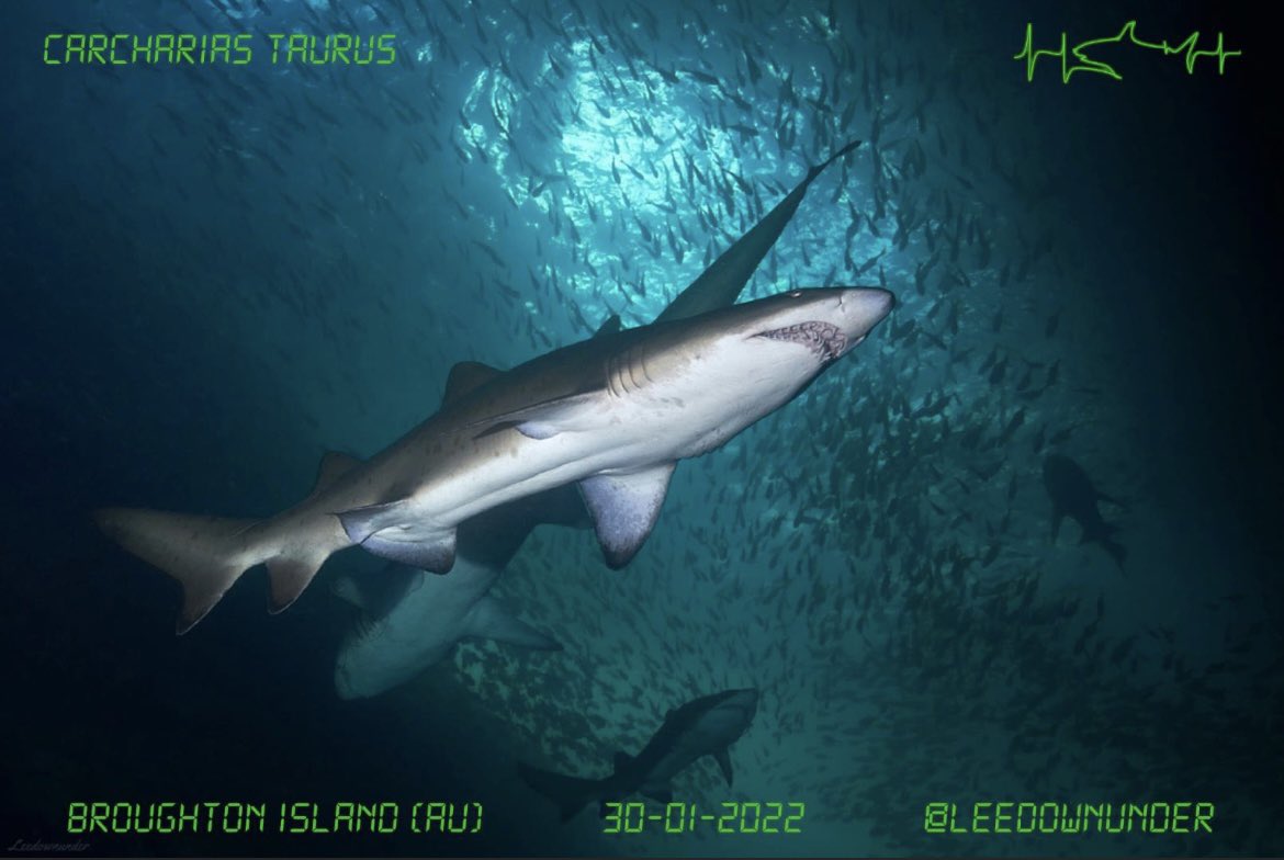 Sand Tiger Shark (Carcharias taurus) photographed near Broughton Island, Australia on January 30, 2022 by Lee Emery. 🦈#sharkPulse Tag us in your #shark sightings to help us track global shark populations! We use this information to inform #conservation decisions and #research 🔎