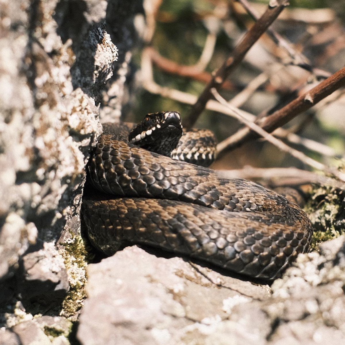 permagnar's tweet image. Så deilig med vår! #viperaberus