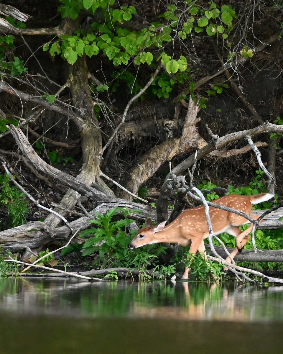 olimoormanphoto's tweet photo. Life is full of obstacles. Find your way through. Be the little #deer

#wildlife #wildlifephotography #HamOnt #nature #hamiltonnature #ontario #canadianwildlife @ROMtoronto #ROMwpyON #whitetaildeer #cootesparadise #rbgcanada @RBGCanada #Nikon https://t.co/NcjLvjHbhw